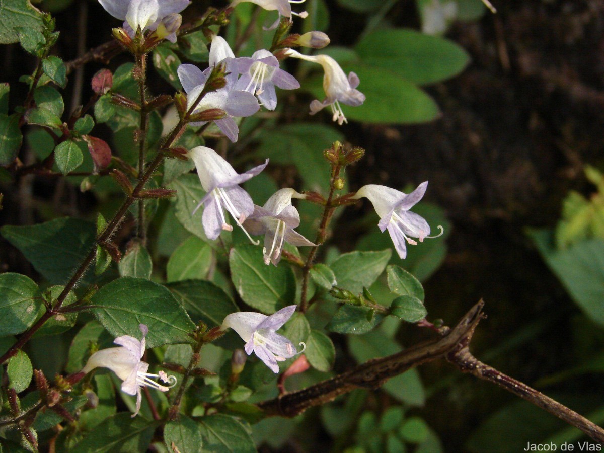 Strobilanthes diandra var. diandra (Nees) Alston